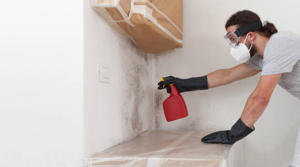 Professional Attic Mold Removal technician working in Marne, MI