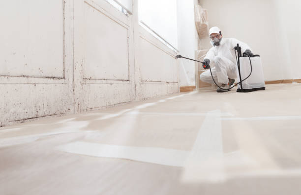 24/7 Emergency Attic Mold Removal experts in Marne, MI