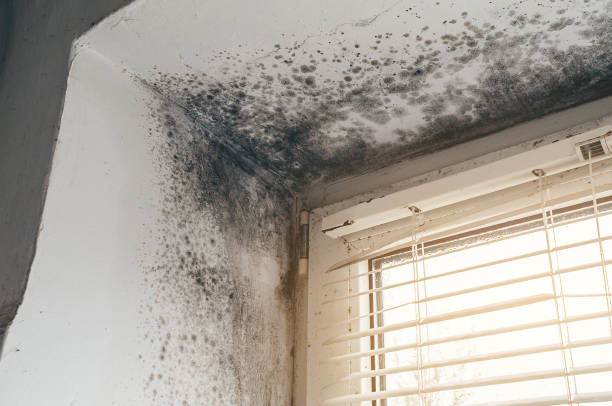 Affordable Mold Remediation solutions in Marne, MI